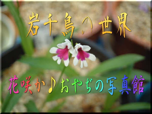 花咲かおやぢ♪の掲示板